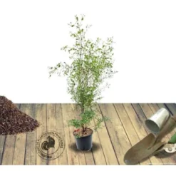 Eucalyptus Gunni France Bleu® 'Rengun'/Pot De 7,5L -Flore Riche Soldes Magasin 24359224 5