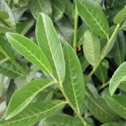 Laurier Palme Laurocerasus Genolia® 'Mariblon'/Godet -Flore Riche Soldes Magasin 24359293 2