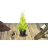 Cyprès De Lambert, Cyprès De Monterey Macrocarpa Goldcrest/Pot De 3L -Flore Riche Soldes Magasin 24359494 1