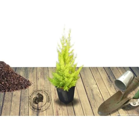 Cyprès De Lambert, Cyprès De Monterey Macrocarpa Goldcrest/Pot De 3L 3 Cyprès De Lambert, Cyprès De Monterey Macrocarpa Goldcrest/Pot De 3L