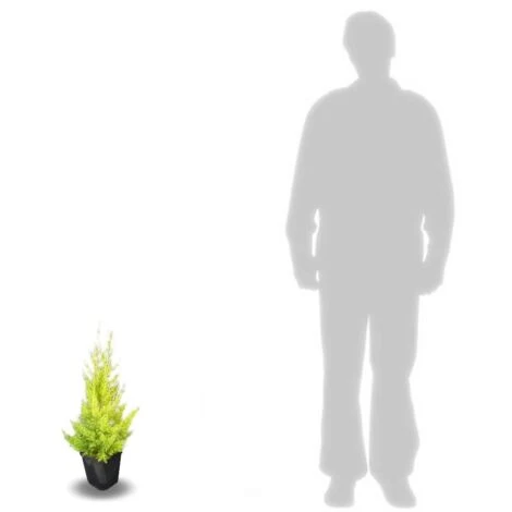 Cyprès De Lambert, Cyprès De Monterey Macrocarpa Goldcrest/Pot De 3L 4 Cyprès De Lambert, Cyprès De Monterey Macrocarpa Goldcrest/Pot De 3L – Image 2