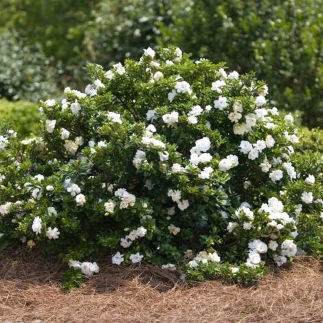 Gardenia X Crown Jewel/Godet 3 Gardenia X Crown Jewel/Godet