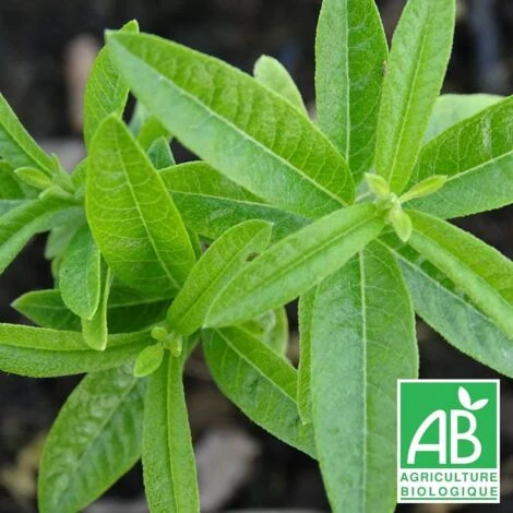 Verveine Odorante BIO/Godet 3 Verveine Odorante BIO/Godet