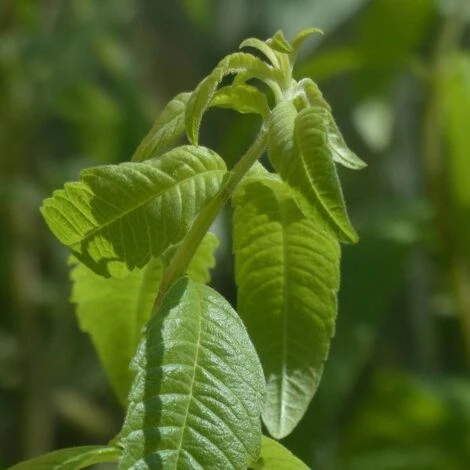 Verveine Odorante BIO/Godet 4 Verveine Odorante BIO/Godet â Image 2