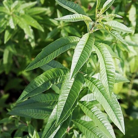 Verveine Odorante BIO/Godet 5 Verveine Odorante BIO/Godet â Image 3