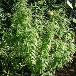 Verveine Odorante BIO/Godet 9 Verveine Odorante BIO/Godet -Flore Riche Soldes Magasin 24362991 4