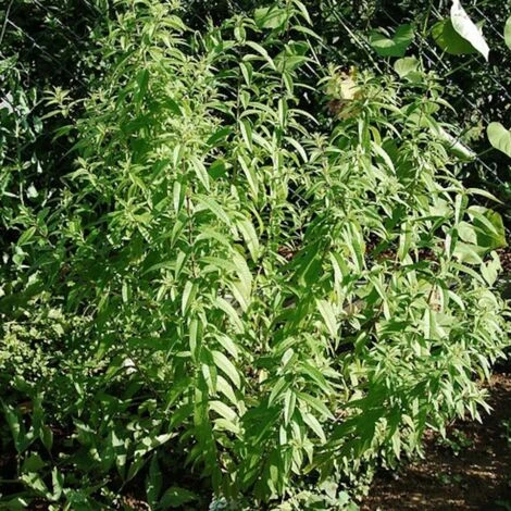 Verveine Odorante BIO/Godet 6 Verveine Odorante BIO/Godet â Image 4