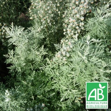 Absinthe Romaine BIO/Godet 3 Absinthe Romaine BIO/Godet