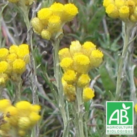 Immortelle Italicum BIO/Godet 3 Immortelle Italicum BIO/Godet