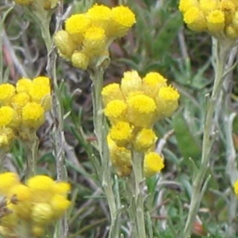 Immortelle Italicum BIO/Godet 4 Immortelle Italicum BIO/Godet – Image 2