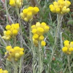 Immortelle Italicum BIO/Godet 7 Immortelle Italicum BIO/Godet -Flore Riche Soldes Magasin 24363214 3