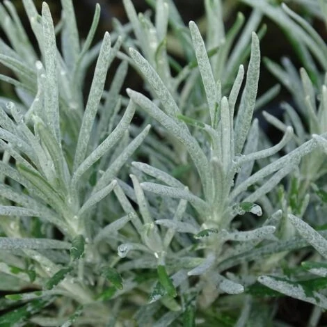 Immortelle Miel Et Curry BIO/Godet 4 Immortelle Miel Et Curry BIO/Godet â Image 2