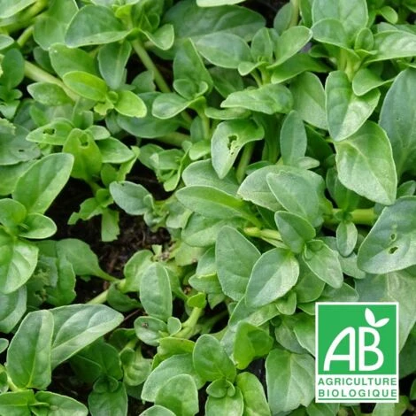 Menthe Pouliot BIO/Godet 3 Menthe Pouliot BIO/Godet