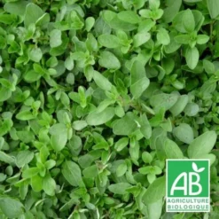 Origan Compact BIO/Godet