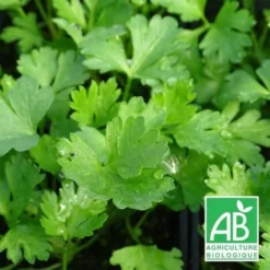 Persil Commun BIO/Godet