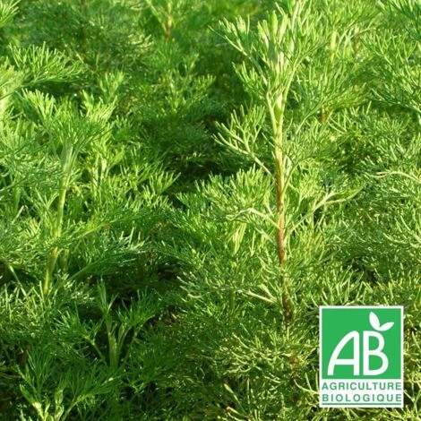 Aurone Abrotanum BIO/Godet 3 Aurone Abrotanum BIO/Godet