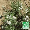 Lavande Angustifolia Alba BIO/Godet 1 Lavande Angustifolia Alba BIO/Godet -Flore Riche Soldes Magasin 24364905 1