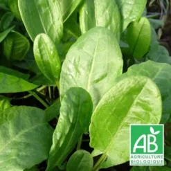 Oseille Commune BIO/Godet