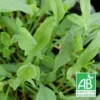 Petite Oseille BIO/Godet -Flore Riche Soldes Magasin 24365121 1