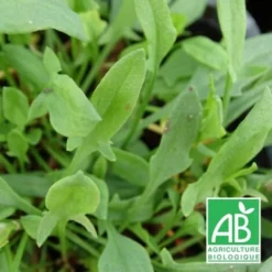 Petite Oseille BIO/Godet