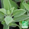 Sauge Officinale BIO/Godet -Flore Riche Soldes Magasin 24365180 1