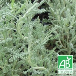 Santoline Grise BIO/Godet