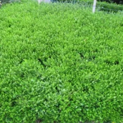 Chèvrefeuille Cupule Pileata/Pot De 3L