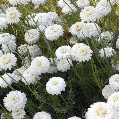 Camomille Romaine Double/Godet 3 Camomille Romaine Double/Godet