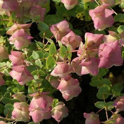 Origan Kent Beauty | Conditionnement: Lot De 3 Godets 3 Origan Kent Beauty | Conditionnement: Lot De 3 Godets