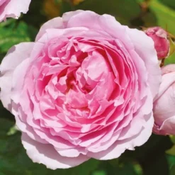 Rosier Arbustif André Eve Le Jardinier Des Roses® 'Evegeboll'/Pot De 5L