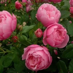 Rosier Arbustif Marie Blanche Paillé® 'Evecinage'/Pot De 5L