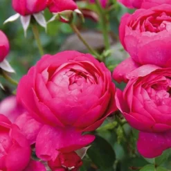 Rosier Arbustif Toul® 'Evjubisia'/Pot De 5L