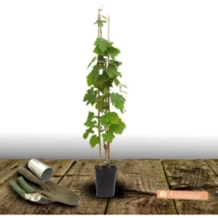 Vigne Vinifera Chasselas Doré/Pot De 3L