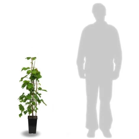 Vigne Vinifera Exalta/Pot De 3L 4 Vigne Vinifera Exalta/Pot De 3L – Image 2