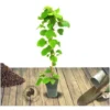 Kiwi Chinensis Hayward (Femelle) BIO/Pot De 3L -Flore Riche Soldes Magasin 24859124 1