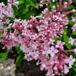 Lilas De Chine 'Superba' (Syringa Microphylla) - Godet - Taille 13/25cm