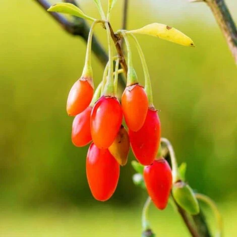 Goji 'Barbarum' - Conteneur 3L - Taille 30/60cm 3 Goji 'Barbarum' - Conteneur 3L - Taille 30/60cm