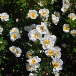 Rosier Pimprenelle (Rosa Spinosissima) - Godet - Taille 20/40cm -Flore Riche Soldes Magasin 26736814 2