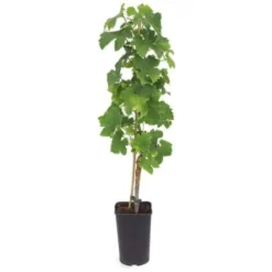Vigne 'Pied De Perdrix' - Conteneur 3L - Taille 30/60cm -Flore Riche Soldes Magasin 26738098 2