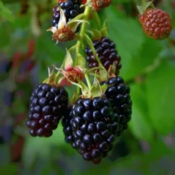 Mûrier Sans Épines 'Thornfree' - Conteneur 3L - Taille 30/60cm