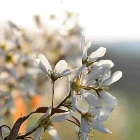 Amelanchier Des Bois (Amelanchier Ovalis) - Godet - Taille 20/40cm 3 Amelanchier Des Bois (Amelanchier Ovalis) - Godet - Taille 20/40cm