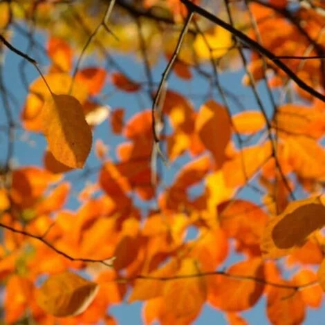 Amelanchier Des Bois (Amelanchier Ovalis) - Godet - Taille 20/40cm 4 Amelanchier Des Bois (Amelanchier Ovalis) - Godet - Taille 20/40cm – Image 2