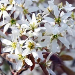 Amelanchier Des Bois (Amelanchier Ovalis) - Godet - Taille 20/40cm 8 Amelanchier Des Bois (Amelanchier Ovalis) - Godet - Taille 20/40cm -Flore Riche Soldes Magasin 2719321 3