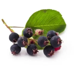 Amelanchier Des Bois (Amelanchier Ovalis) - Godet - Taille 20/40cm 9 Amelanchier Des Bois (Amelanchier Ovalis) - Godet - Taille 20/40cm -Flore Riche Soldes Magasin 2719321 4