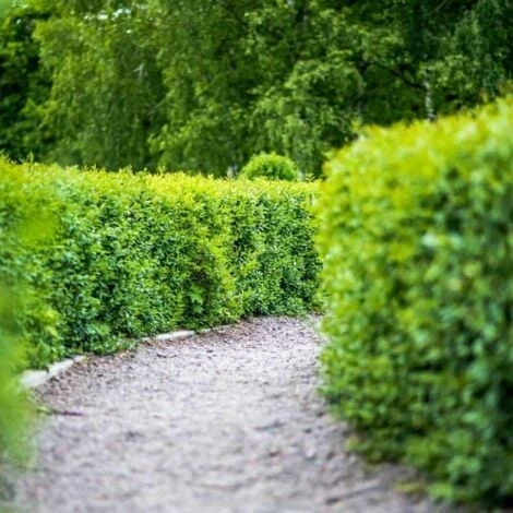 Troène De Californie (Ligustrum Ovalifolium) - Godet - Taille 13/25cm 3 Troène De Californie (Ligustrum Ovalifolium) - Godet - Taille 13/25cm