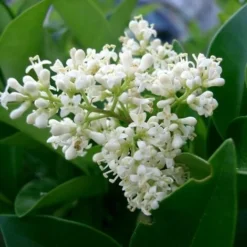 Troène De Californie (Ligustrum Ovalifolium) - Godet - Taille 13/25cm 7 Troène De Californie (Ligustrum Ovalifolium) - Godet - Taille 13/25cm -Flore Riche Soldes Magasin 2719322 2