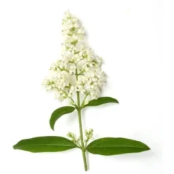 Troène De Californie (Ligustrum Ovalifolium) - Godet - Taille 13/25cm 9 Troène De Californie (Ligustrum Ovalifolium) - Godet - Taille 13/25cm -Flore Riche Soldes Magasin 2719322 4