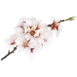 Amandier (Prunus Amygdalus) - Godet - Taille 20/40cm -Flore Riche Soldes Magasin 2719328 2
