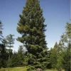 Séquoia Toujours Vert (Sequoia Sempervirens) - Godet - Taille 20/40cm -Flore Riche Soldes Magasin 2719332 1