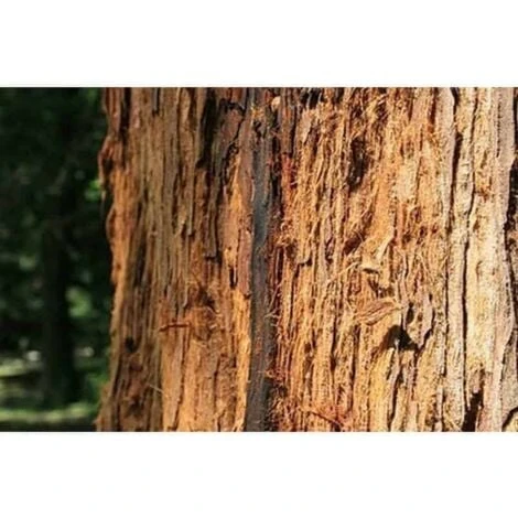 Séquoia Toujours Vert (Sequoia Sempervirens) - Godet - Taille 20/40cm 4 Séquoia Toujours Vert (Sequoia Sempervirens) - Godet - Taille 20/40cm – Image 2